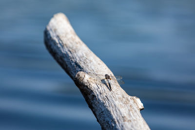 Close-up of bird perching on wooden post