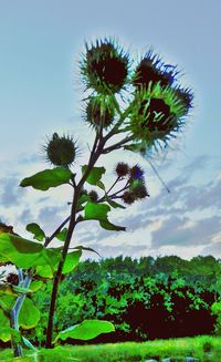 Plants growing on landscape