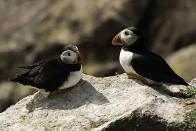 Close-up of birds perching on rock