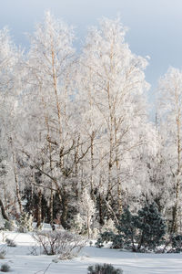 Trees on snow covered field against sky