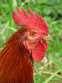 Close-up of rooster