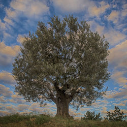 Tree against sky