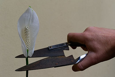 Cropped hand of person cutting white flower against wall