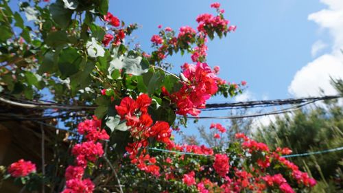 Low angle view of pink flowers against cloudy sky