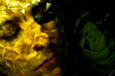 Close-up of yellow flower