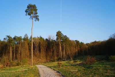 Trees against clear blue sky