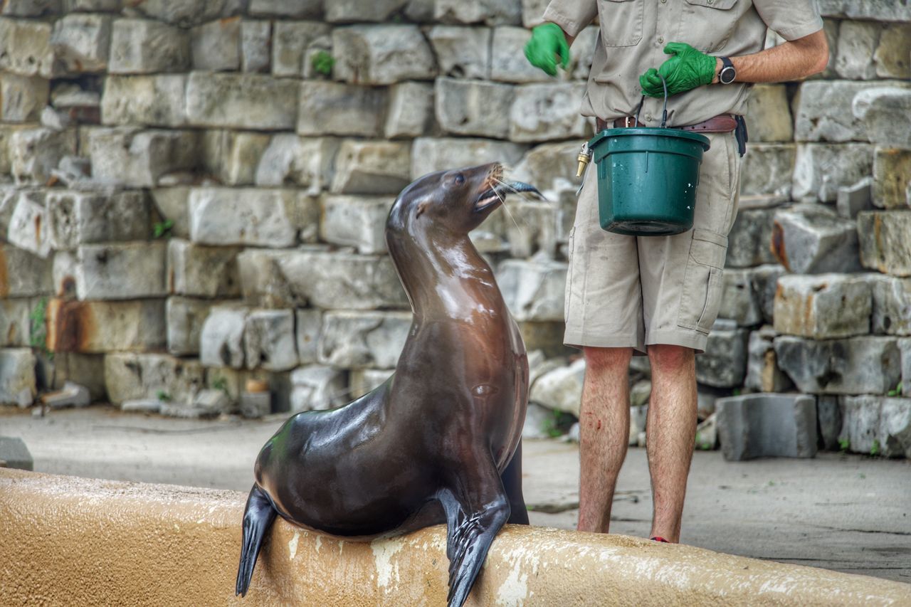 one animal, mammal, vertebrate, wall, day, wall - building feature, animal wildlife, people, animals in the wild, water, nature, lifestyles, outdoors, real people, brick, architecture