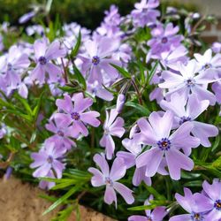 Close-up of purple flowers blooming