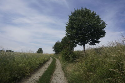 Trees on field against sky