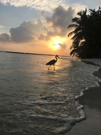 Silhouette heron on shore at beach against sky during sunset