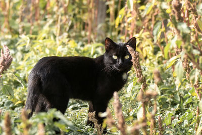 Black cat looking away