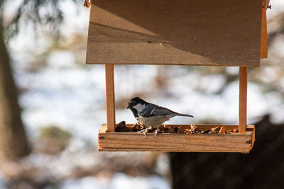 Close-up of bird perching on wood