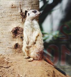 Close-up of meerkat standing against tree trunk