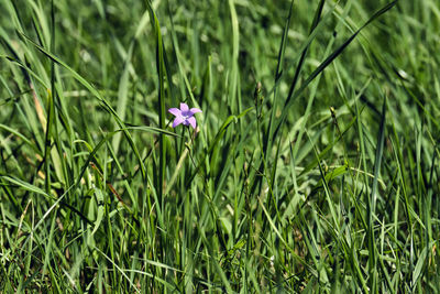 Close-up of purple flowering plant on field