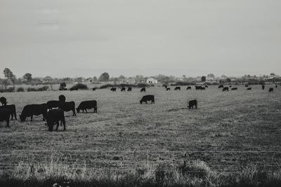 Horses grazing in a field