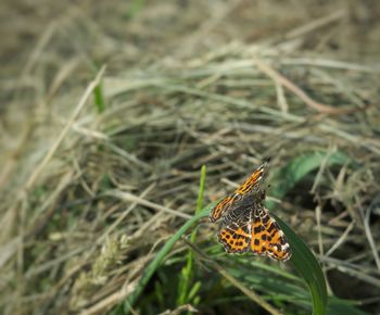 Butterfly on leaf