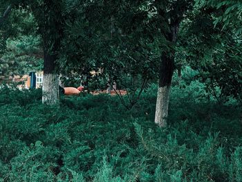 Woman lying down on tree trunk in forest