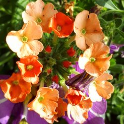 Close-up of flowers