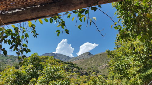Low angle view of trees against sky