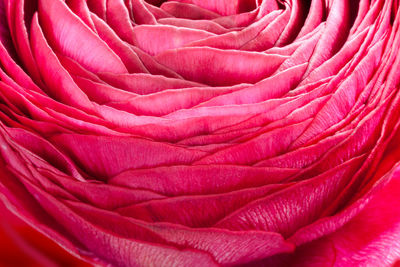 Full frame shot of pink rose