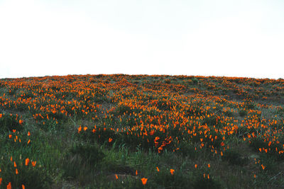 Scenic view of flowering plants on field against clear sky