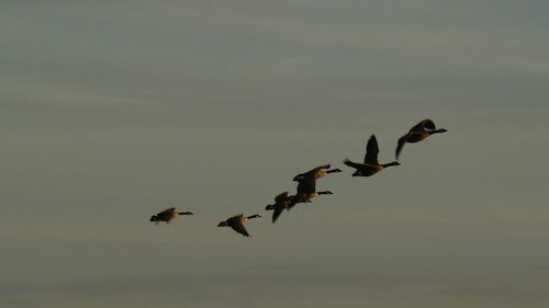 Low angle view of birds flying in the sky