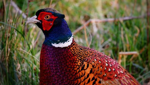 Close-up of rooster