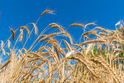 Wonderful field of yellow wheat ears ready to be harvested in summer with blue sky in background