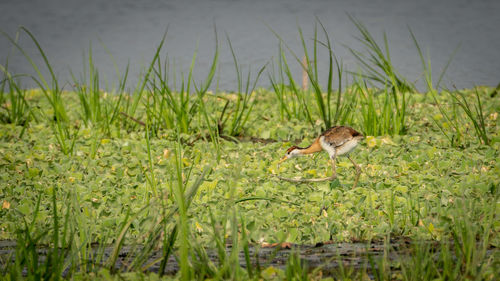 Bird in a lake