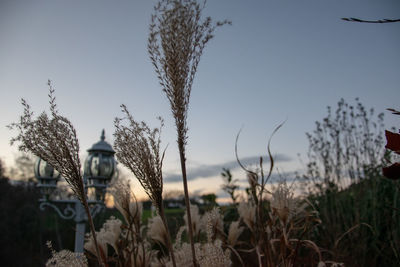 Close-up of plants against clear sky