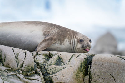 Close-up of elephant seal lying on rock