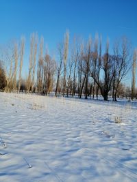 Bare trees on snow field against sky