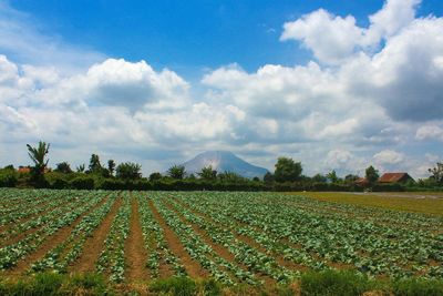 Scenic view of field against cloudy sky