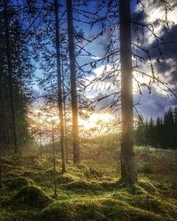 Trees on grassy field against sky at sunset