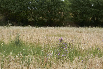 Purple flowering plants on field