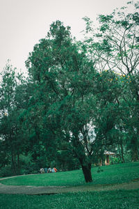 Trees on field against sky