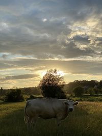 View of horse on field during sunset