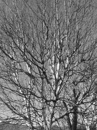 Low angle view of bare tree against sky