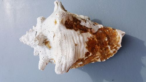 High angle view of ice cream on table against wall