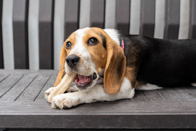 Beagle pup munching on bone