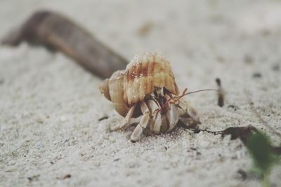 Close-up of crab on sand