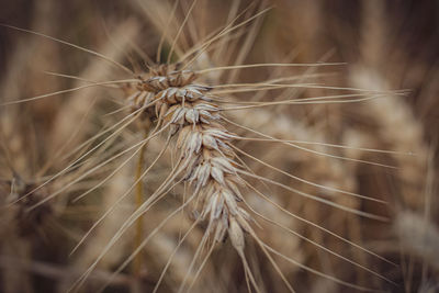 Close-up of wheat growing on field