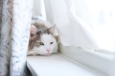 White cat lying down beside the window