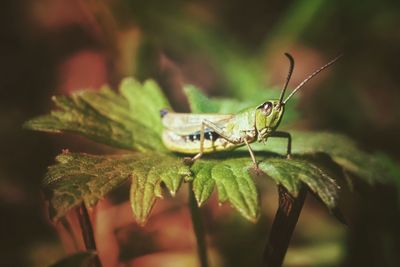 Close-up of insect on leaf