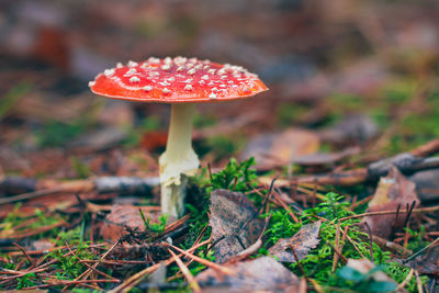 fungus