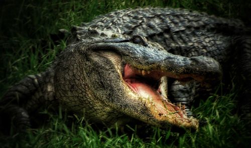 Close-up of lizard on grass