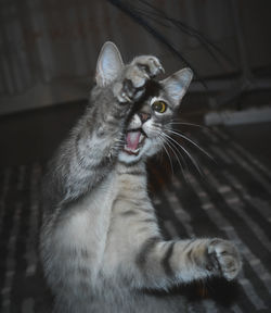 Close-up of cat looking away