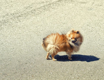 High angle portrait of dog