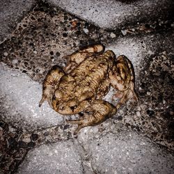 Close-up of an animal on ground