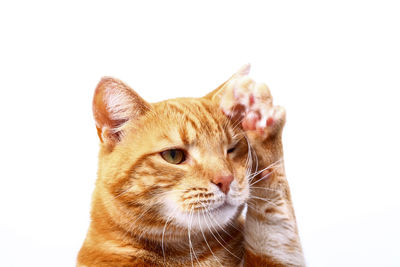 Close-up of a cat over white background